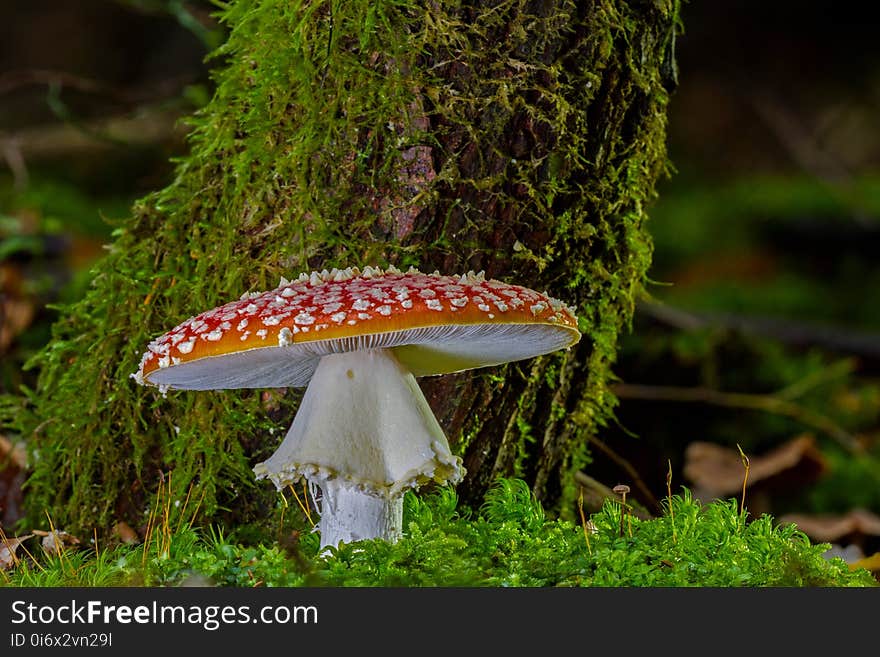 Fungus, Mushroom, Agaric, Penny Bun