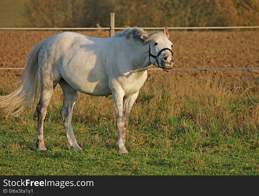 Horse, Mane, Horse Like Mammal, Stallion