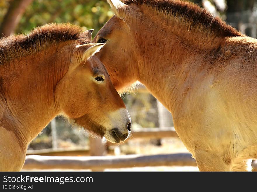 Fauna, Wildlife, Horse Like Mammal, Mane