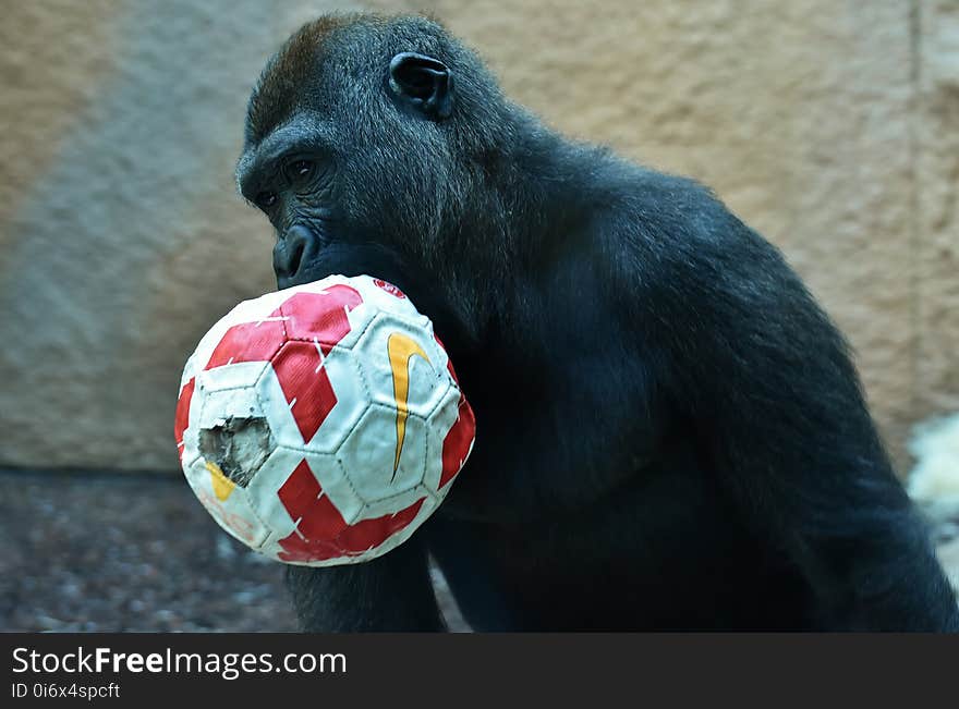 Great Ape, Mammal, Common Chimpanzee, Chimpanzee