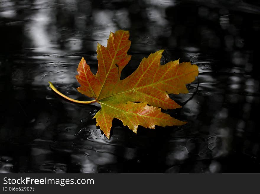 Leaf, Maple Leaf, Autumn, Tree