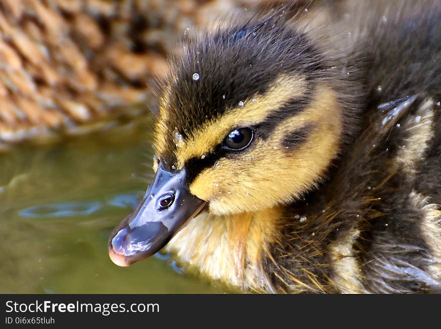 Bird, Duck, Fauna, Beak