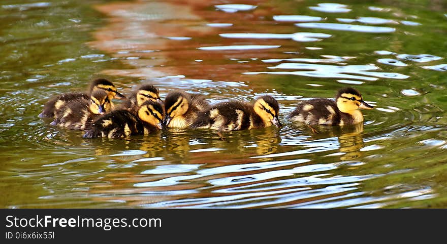 Duck, Bird, Water Bird, Water