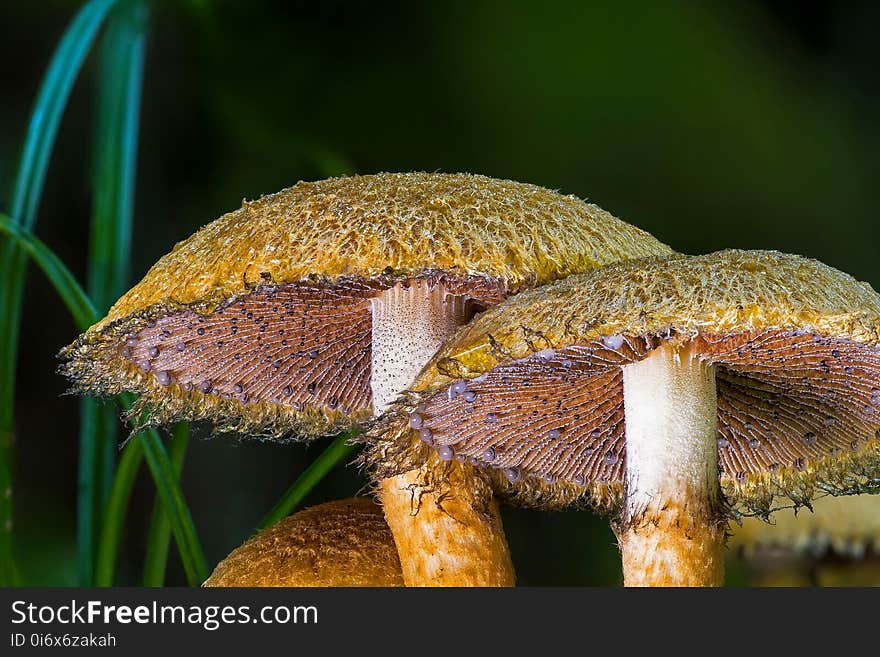 Fungus, Mushroom, Edible Mushroom, Agaricaceae