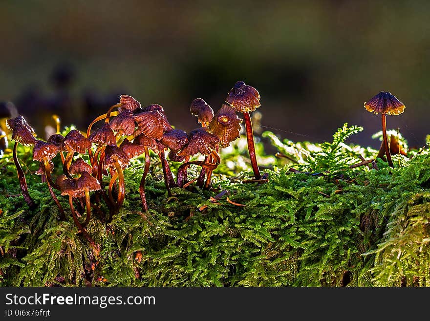 Vegetation, Fungus, Grass, Plant