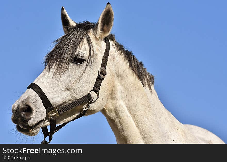 Horse, Halter, Horse Tack, Bridle