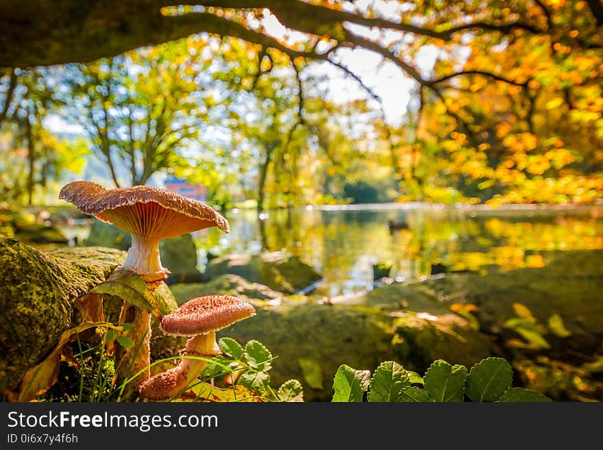 Nature, Leaf, Vegetation, Ecosystem