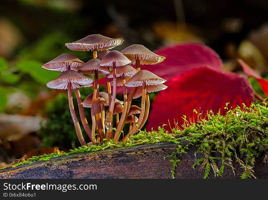 Flora, Fungus, Plant, Leaf