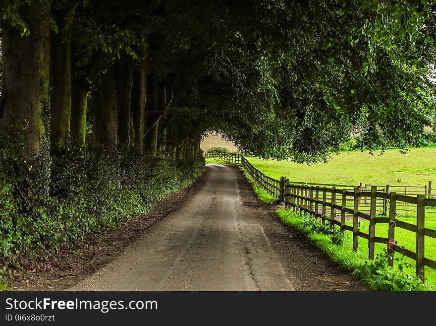 Green, Path, Road, Nature