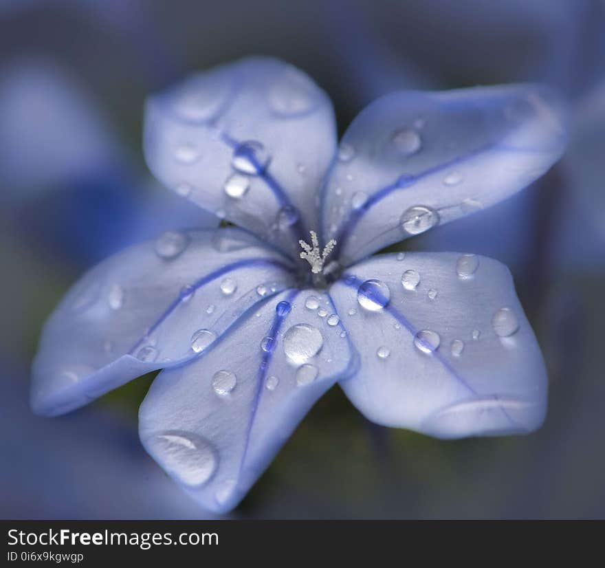 Blue, White, Flower, Flora