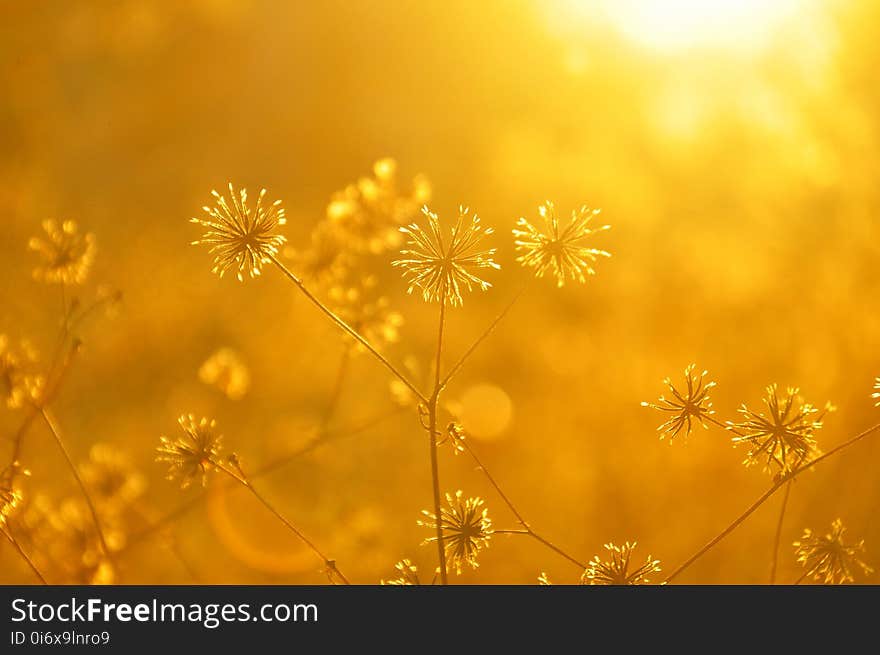 Yellow, Flora, Sunlight, Morning