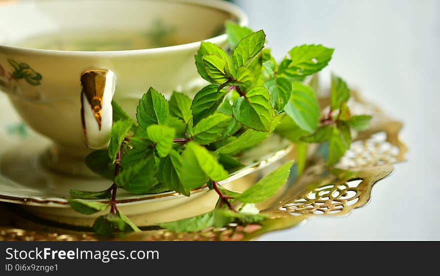 Herb, Herbalism, Cup, Tea