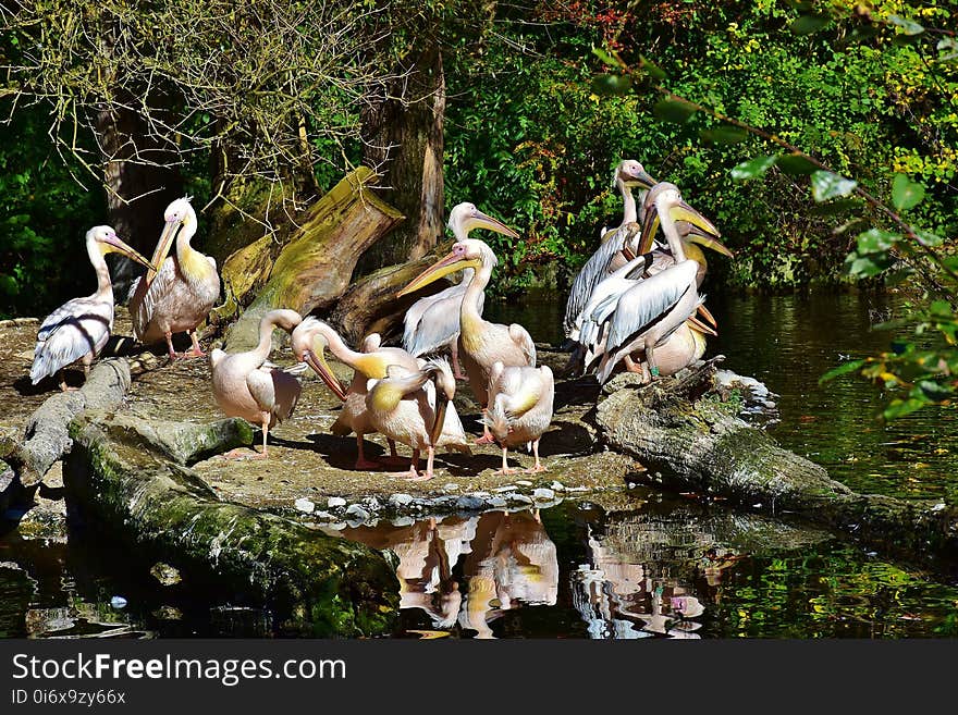 Pelican, Bird, Fauna, Nature Reserve