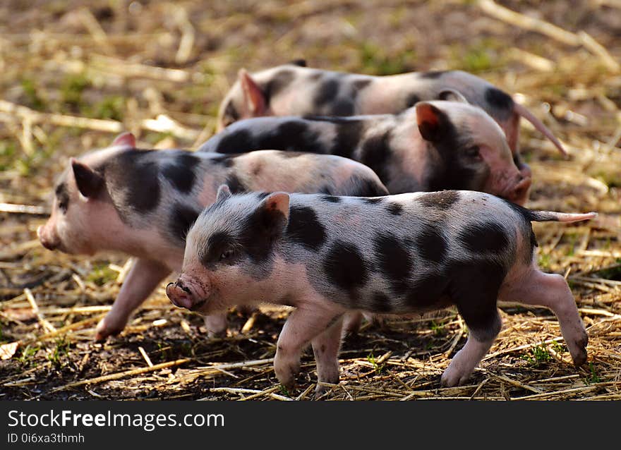 Pig Like Mammal, Pig, Domestic Pig, Fauna