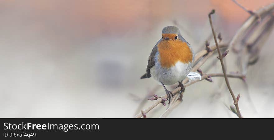 Bird, European Robin, Beak, Fauna