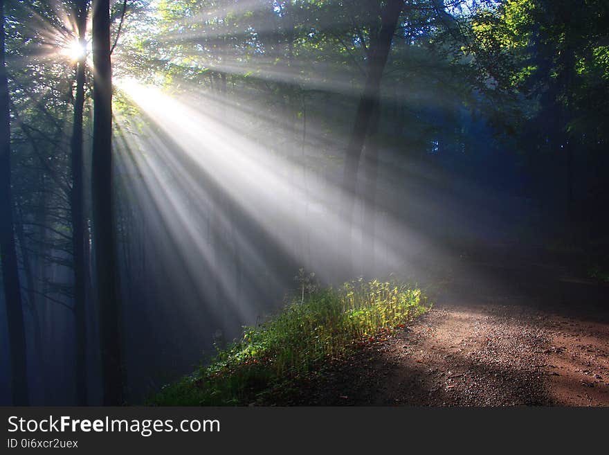 Nature, Forest, Sunlight, Woodland