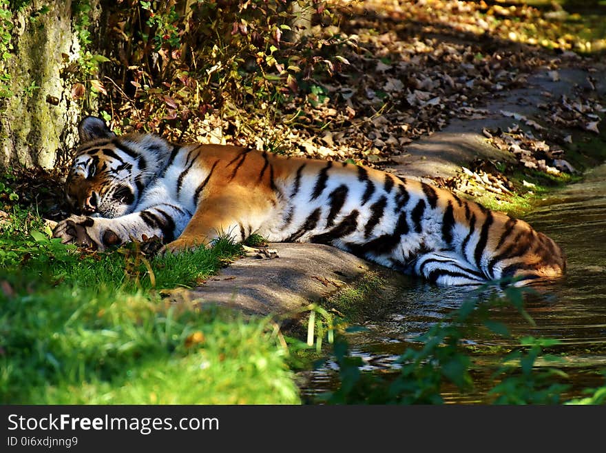 Tiger, Wildlife, Mammal, Fauna