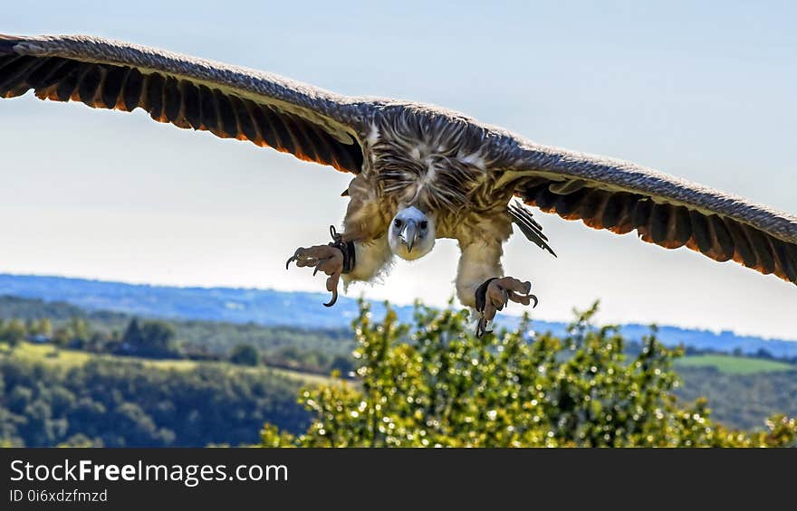 Fauna, Bird, Wildlife, Bird Of Prey