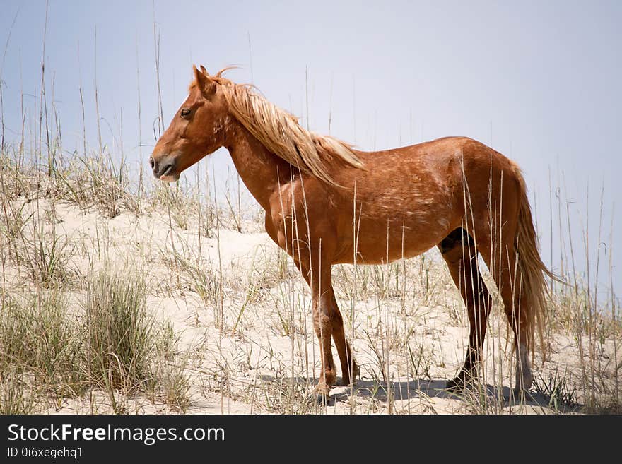 Horse, Mane, Ecosystem, Mare