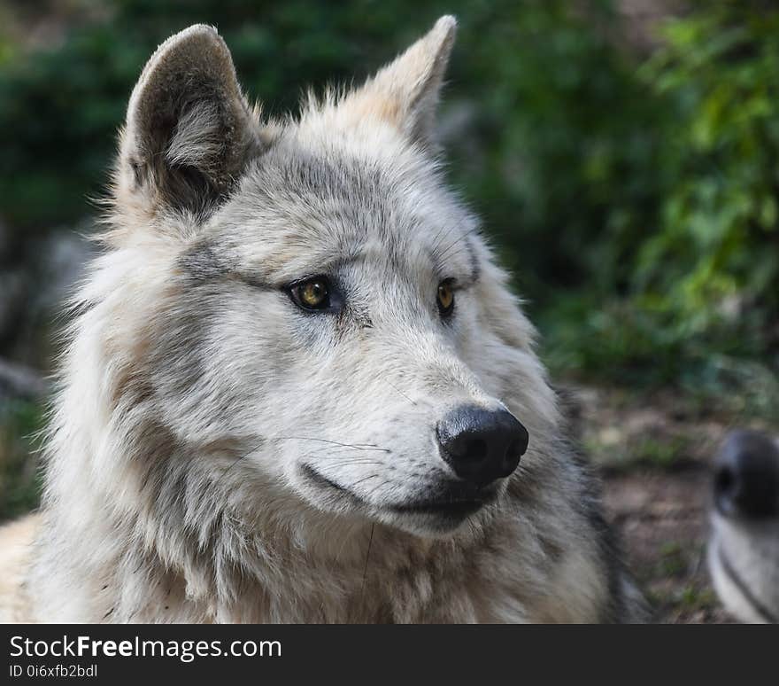 Wolf, Wildlife, Mammal, Fauna