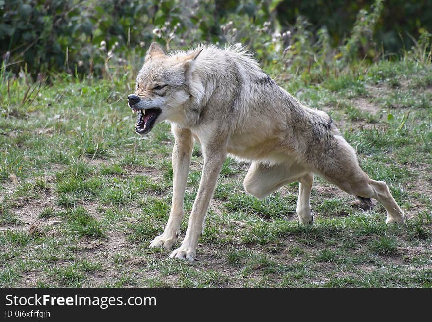 Wildlife, Mammal, Fauna, Wolf