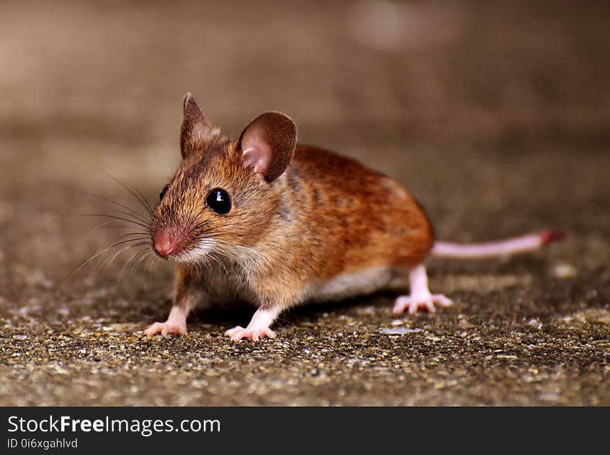 Mouse, Fauna, Muridae, Mammal