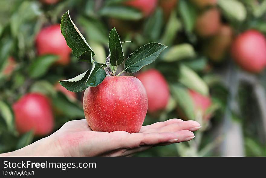 Fruit, Apple, Natural Foods, Local Food