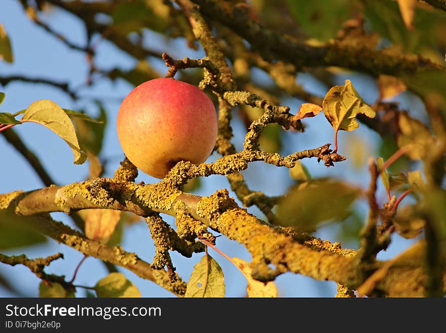 Fruit Tree, Fruit, Branch, Tree