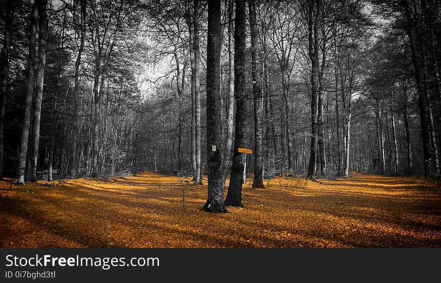 Forest, Nature, Woodland, Path