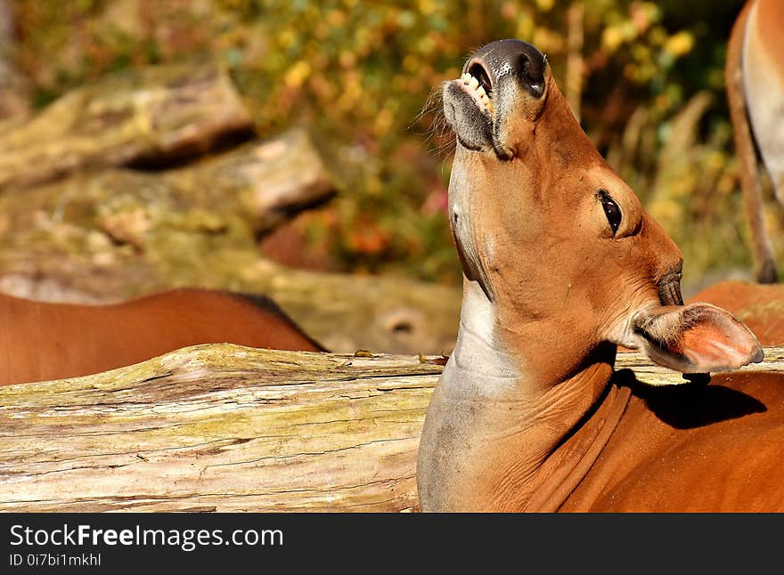 Mammal, Dog Breed, Wildlife, Snout