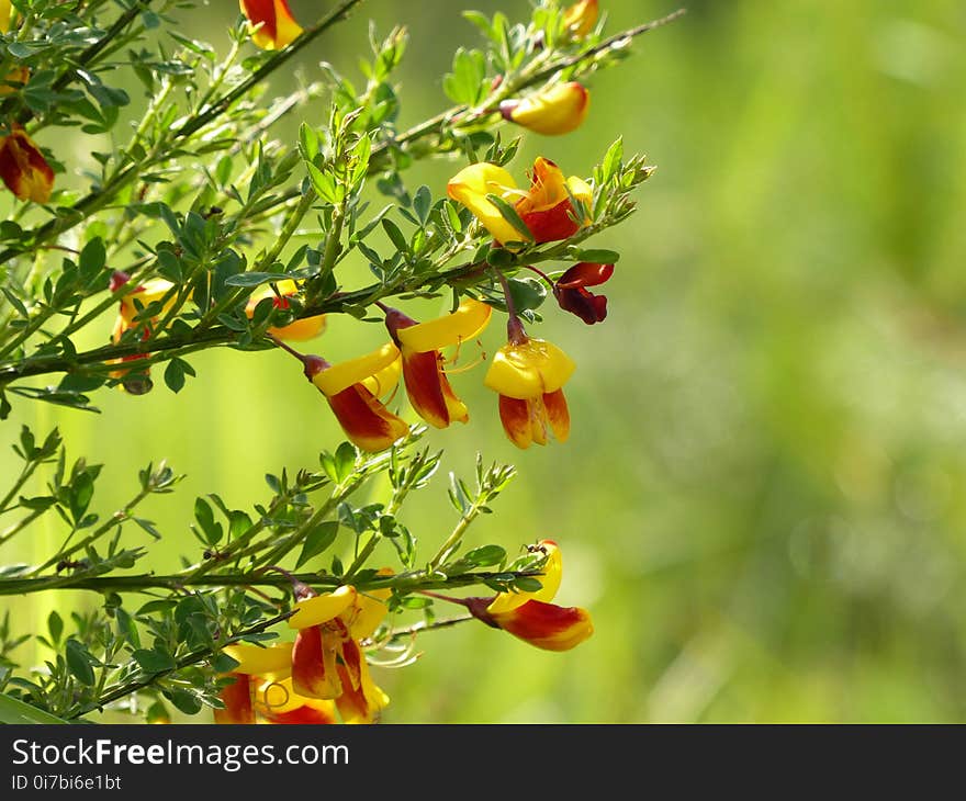 Flower, Plant, Yellow, Flora