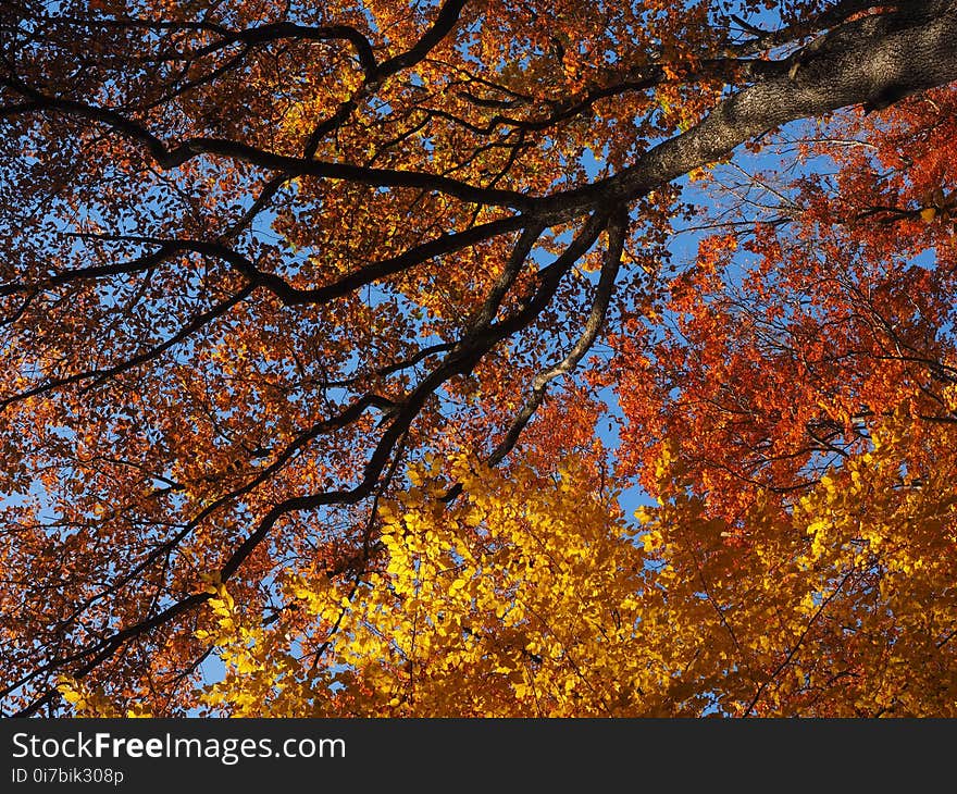 Tree, Nature, Autumn, Leaf