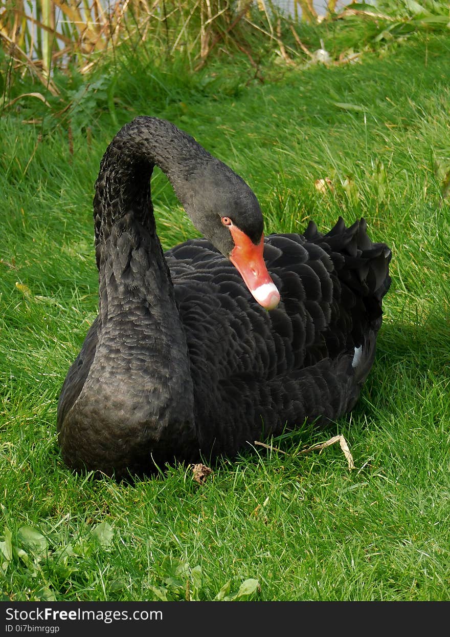 Black Swan, Fauna, Bird, Water Bird