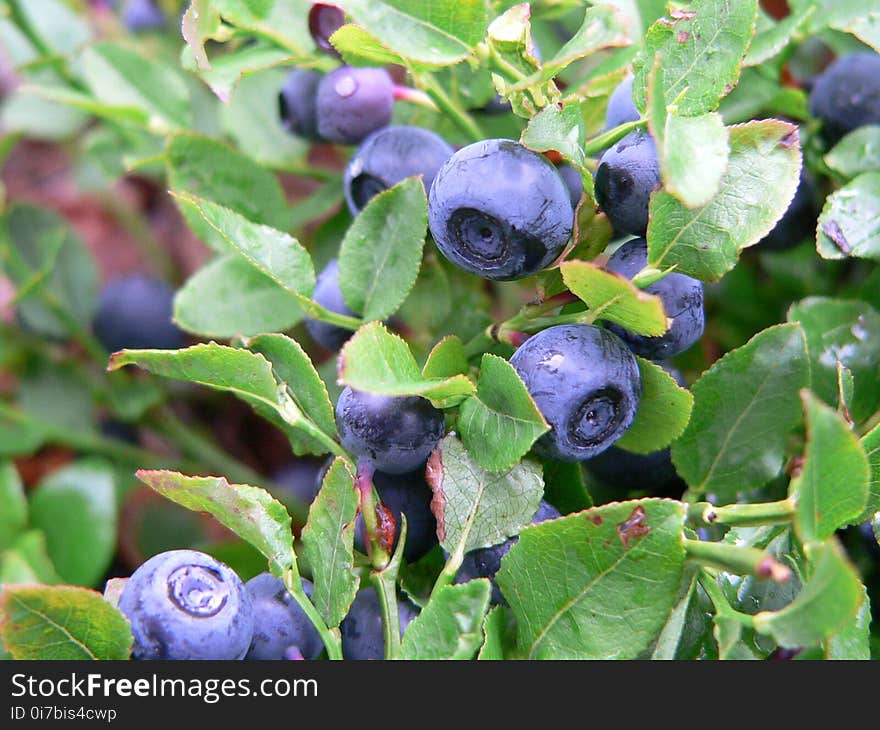 Plant, Blueberry, Berry, Huckleberry