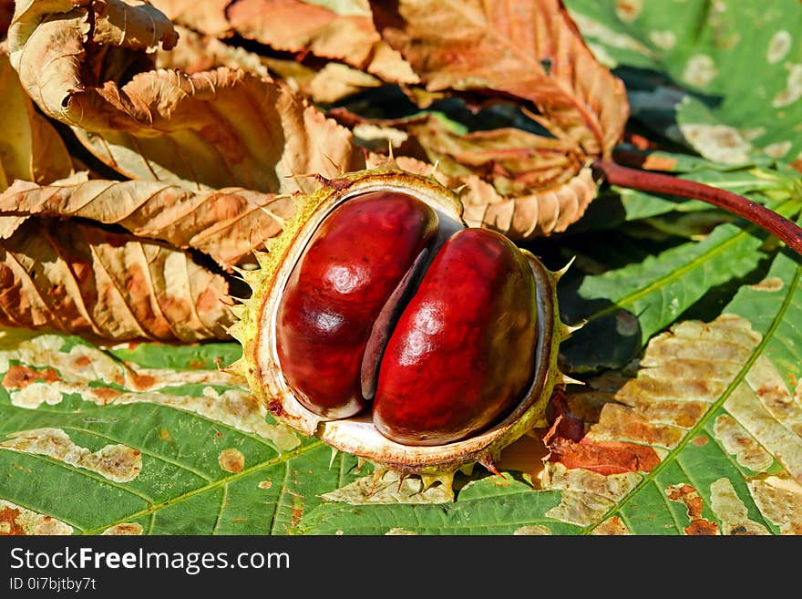 Natural Foods, Local Food, Food, Chestnut