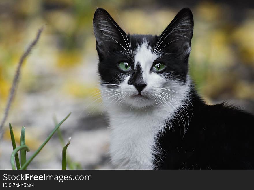 Cat, Whiskers, Fauna, Small To Medium Sized Cats