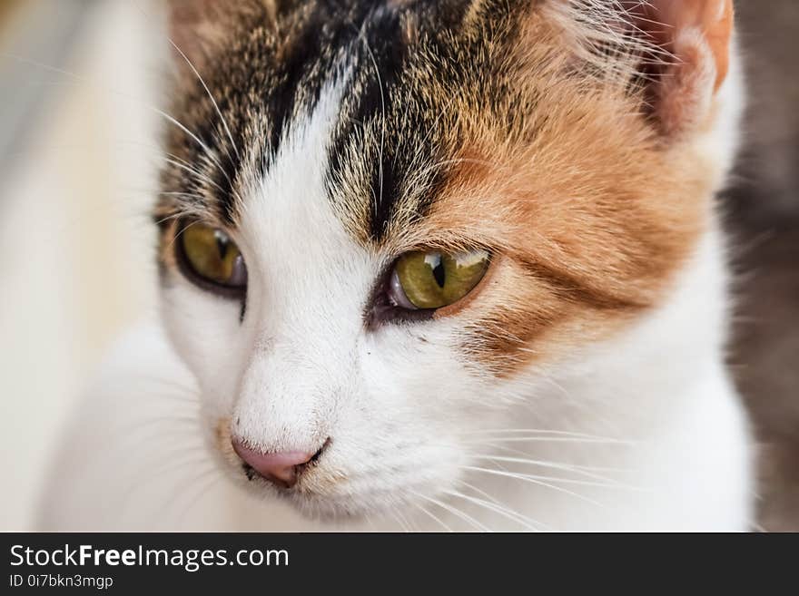 Cat, Whiskers, Face, Fauna