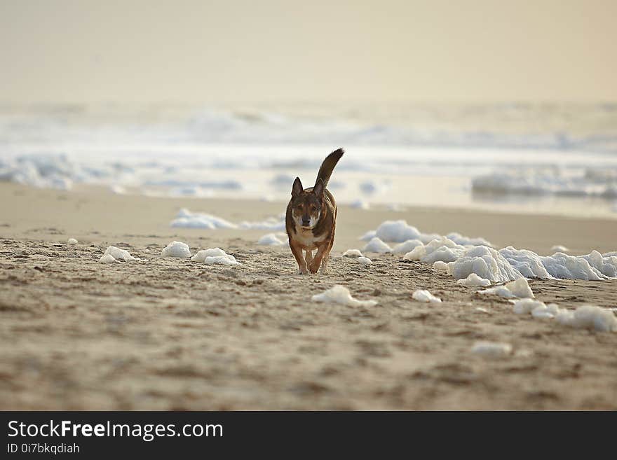 Shore, Wildlife, Beach, Sand