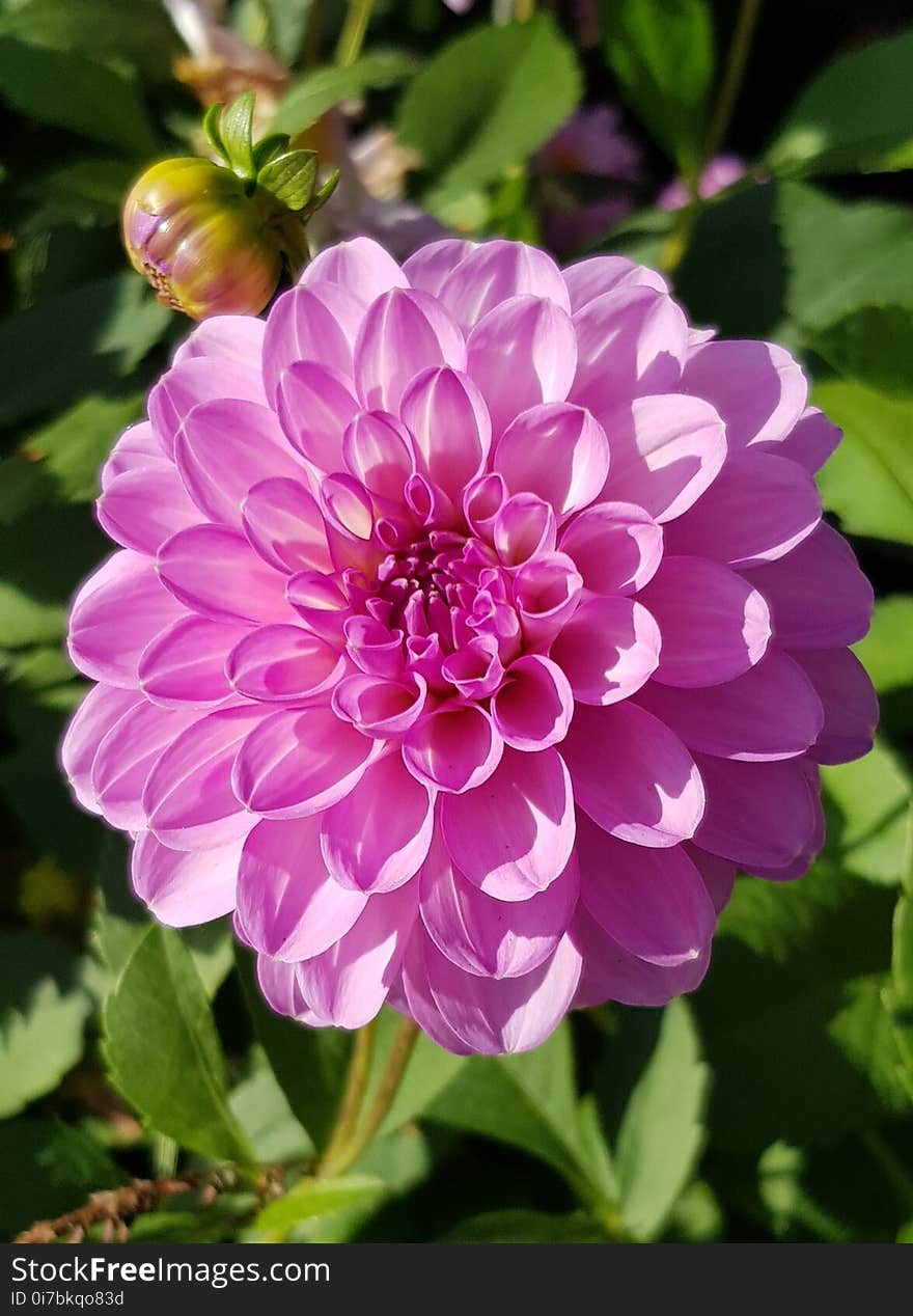 Flower, Plant, Flowering Plant, Dahlia