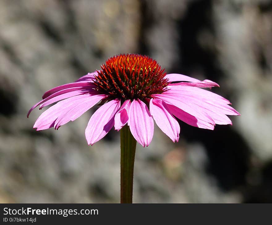 Flower, Flora, Coneflower, Plant