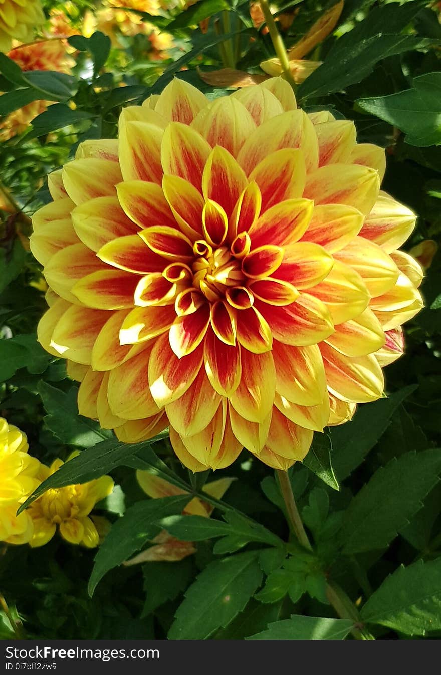 Flower, Plant, Flowering Plant, Dahlia