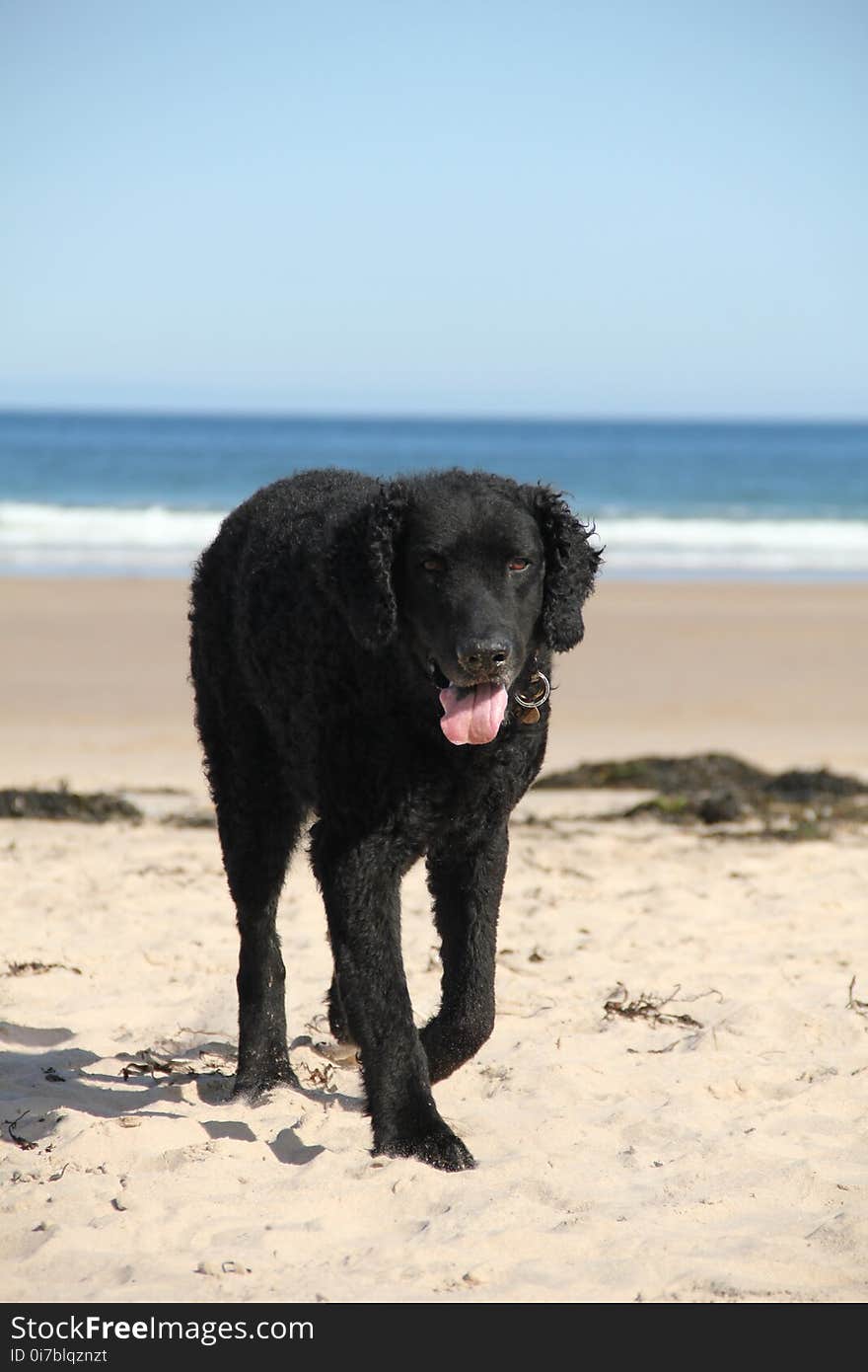 Dog, Dog Like Mammal, Mammal, Beach