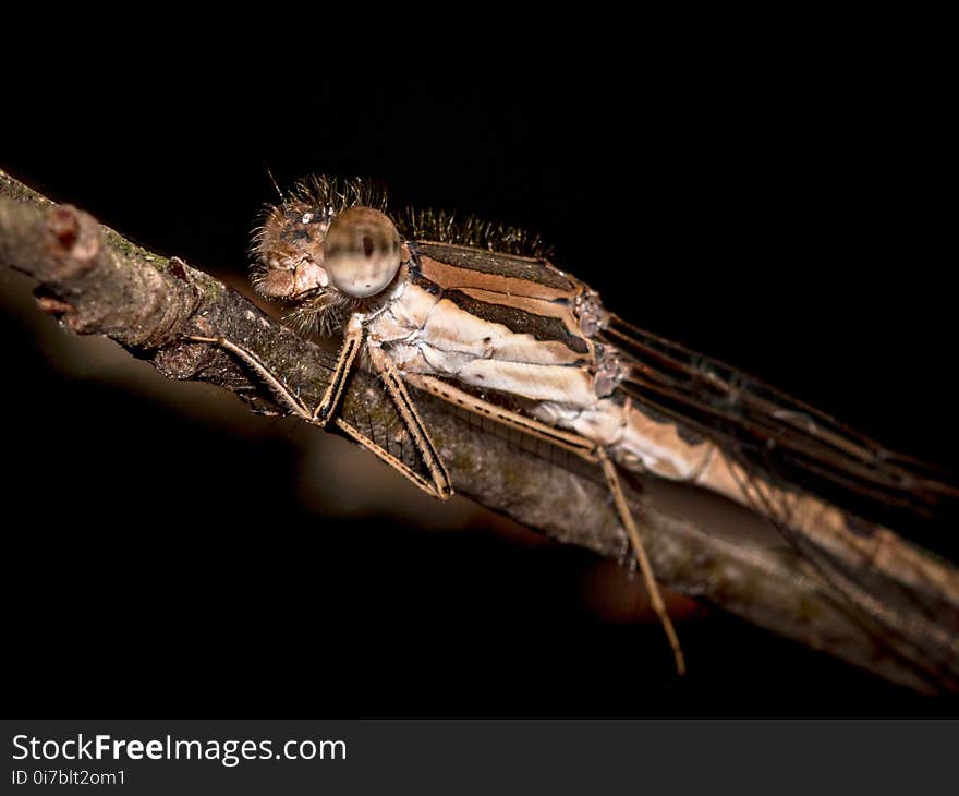 Insect, Invertebrate, Macro Photography, Pest