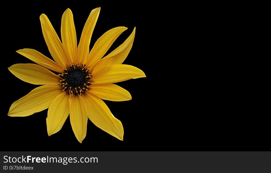 Flower, Yellow, Sunflower, Close Up