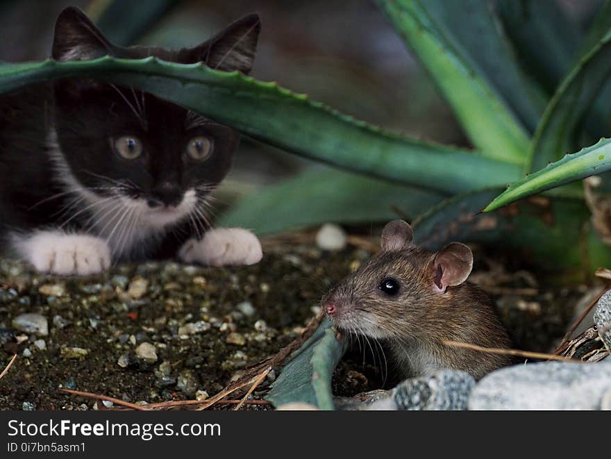 Mouse, Fauna, Rat, Muridae