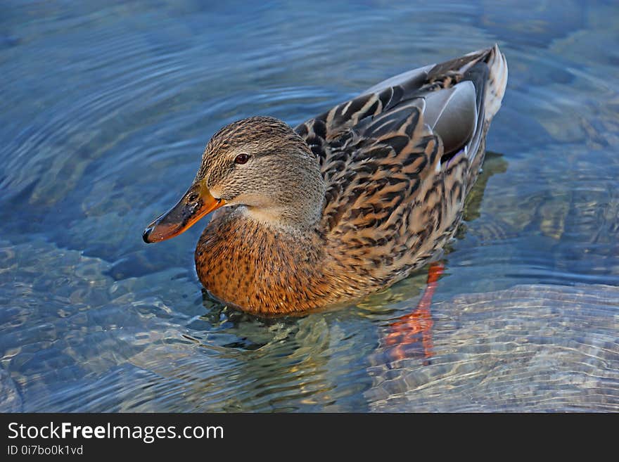 Duck, Bird, Mallard, Water Bird