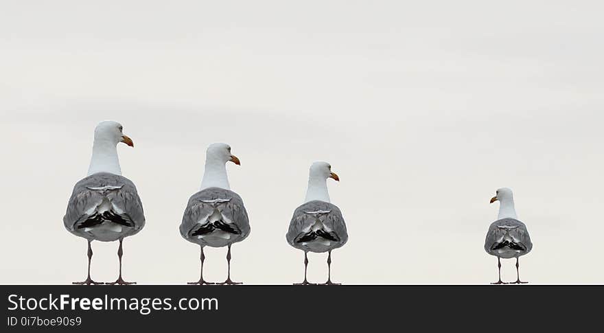 Bird, Seabird, Beak, Water Bird