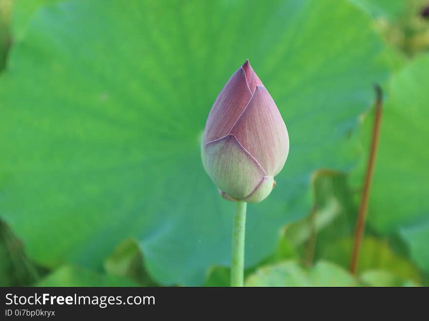 Flower, Lotus, Sacred Lotus, Plant