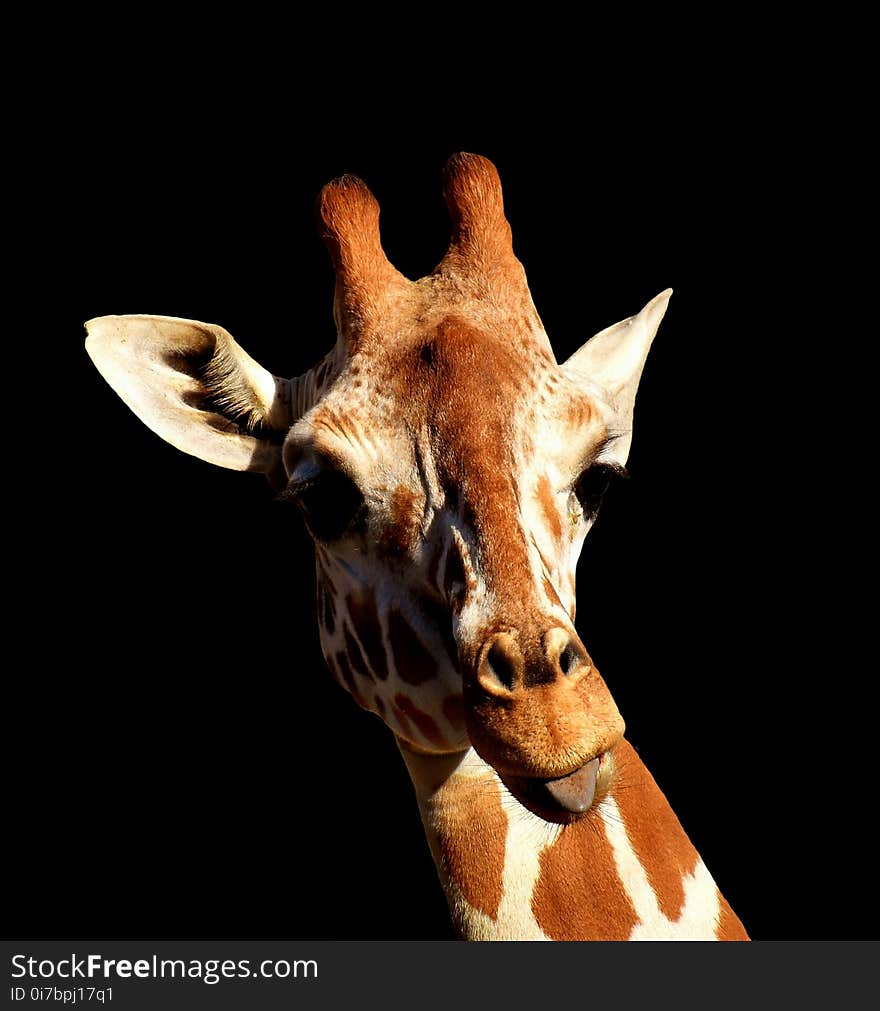 Giraffe, Giraffidae, Mammal, Terrestrial Animal