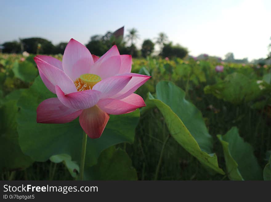 Flower, Lotus, Sacred Lotus, Plant